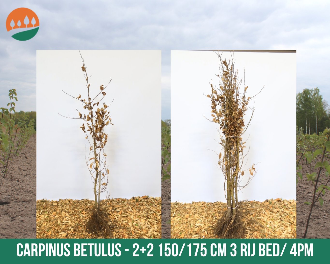 Carpinus betulus - 150-175 CM bare root 1/2